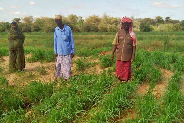 Northeastern Kenya women earning from fodder sales, moving to economic independence