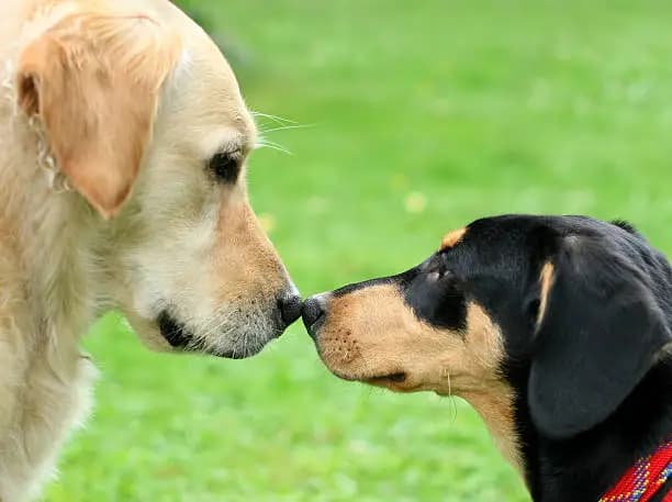 How to Introduce New Dogs to Each Other