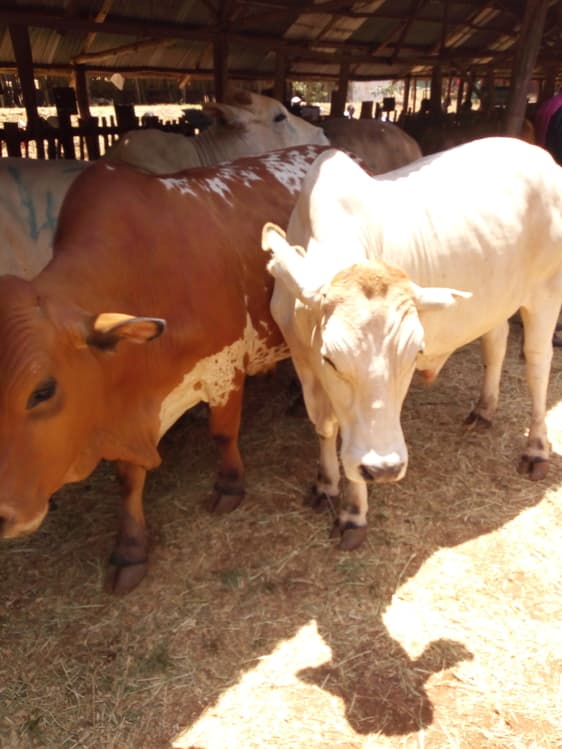 US Government grants Sh4.5bn to fund Livestock Market Systems program in Northen Kenya
