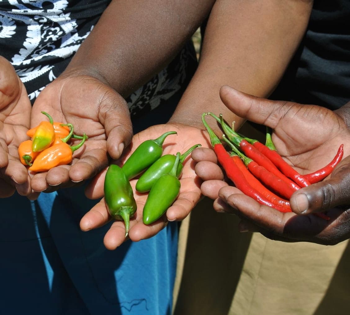 Black Mamba chilli sauce builds smallholder-supplied exports globally
