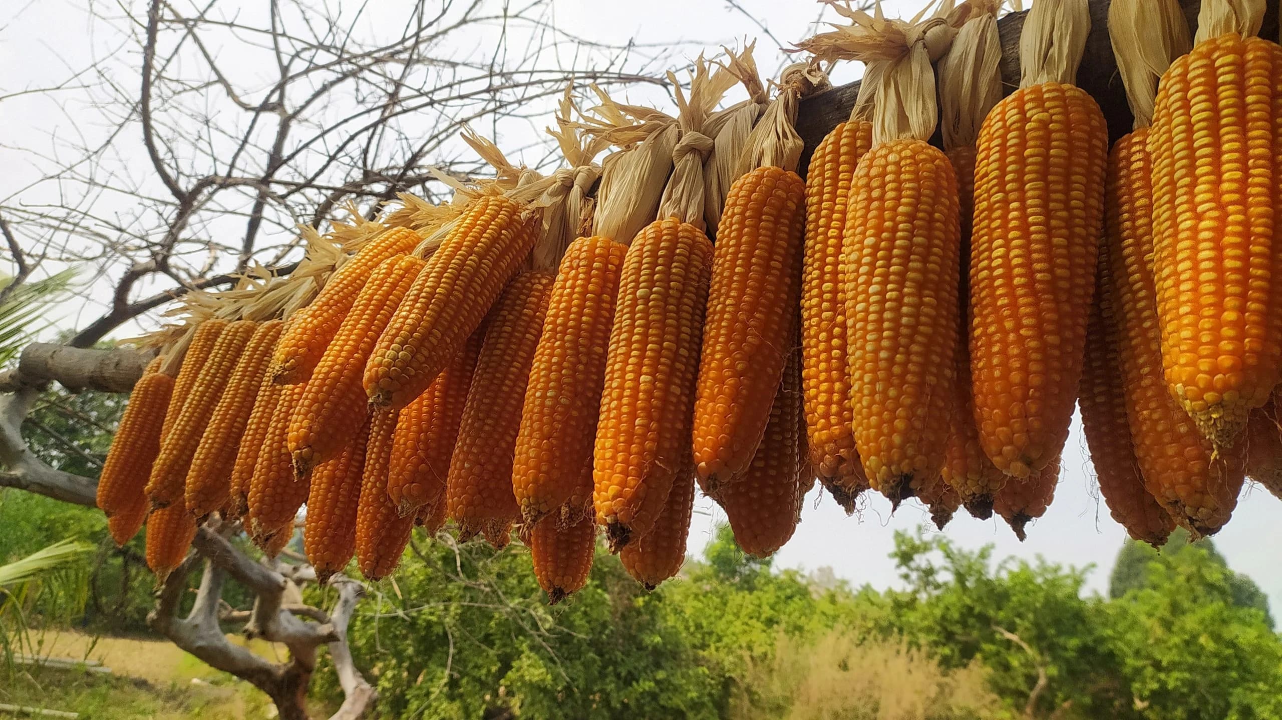 Reducing losses after harvest can more than triple farmer earnings