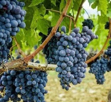 Grape vines make acre-millionaires in Laikipia