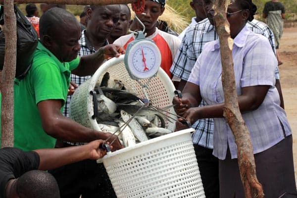 How resilience is paying fish farmer after collapse of group