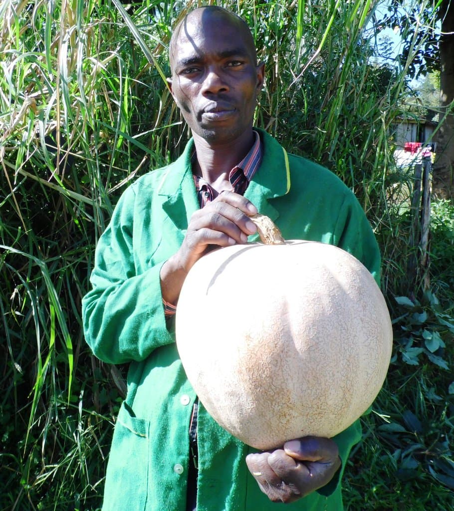 Farm selling low rainfall pumpkins
