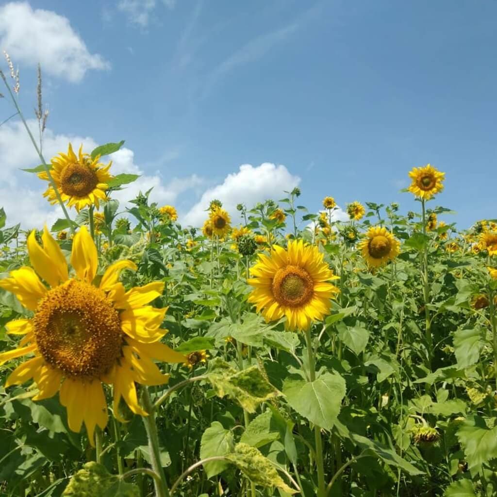 Meru sunflower farmers get ready market from climate adaptation project