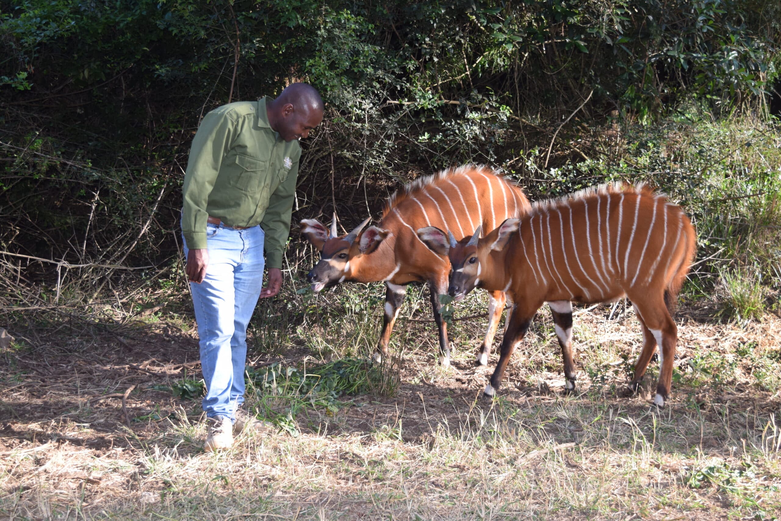 Mount Kenya Wildlife Conservancy in Nanyuki celebrates 20 years of conservation