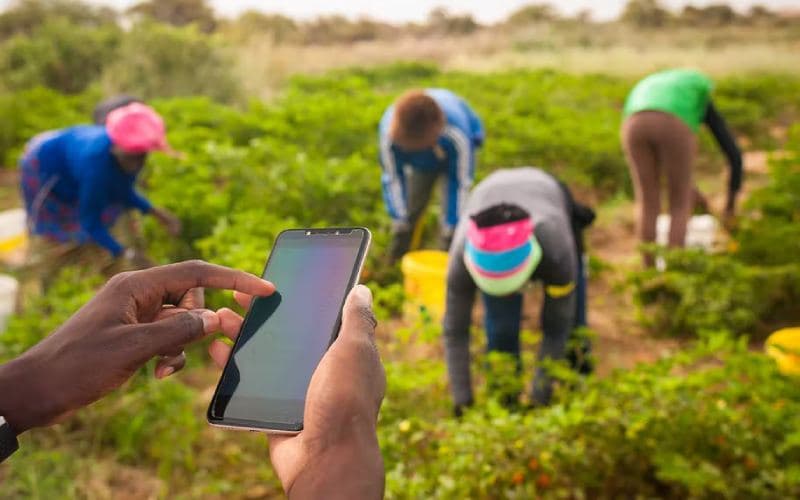 Inside Kenyan fintech using AI to offer quick credit to small agribusinesses