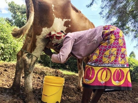 Uganda surpass Kenya in milk production by over 1.96 billion litres