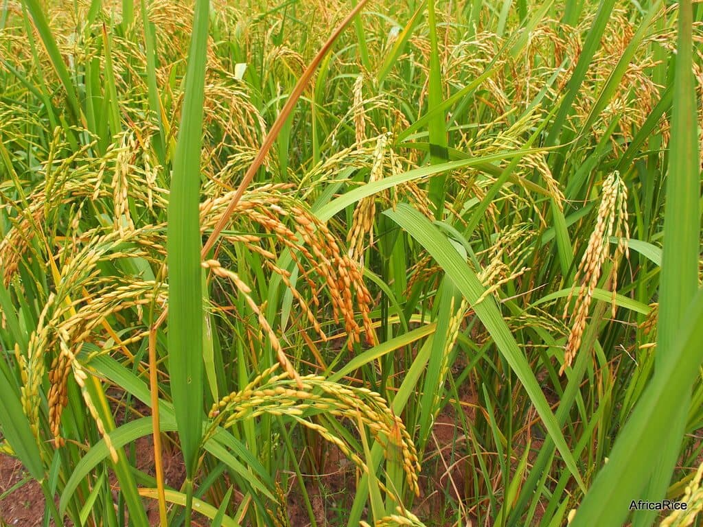 Hundreds of semi-arid maize farmers shift to high-yielding drought-tolerant rice doubling earnings