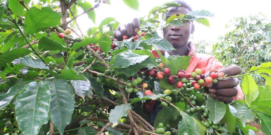 Government launches trading screens in Nyeri and Kericho to enable farmers follow live coffee auction feeds
