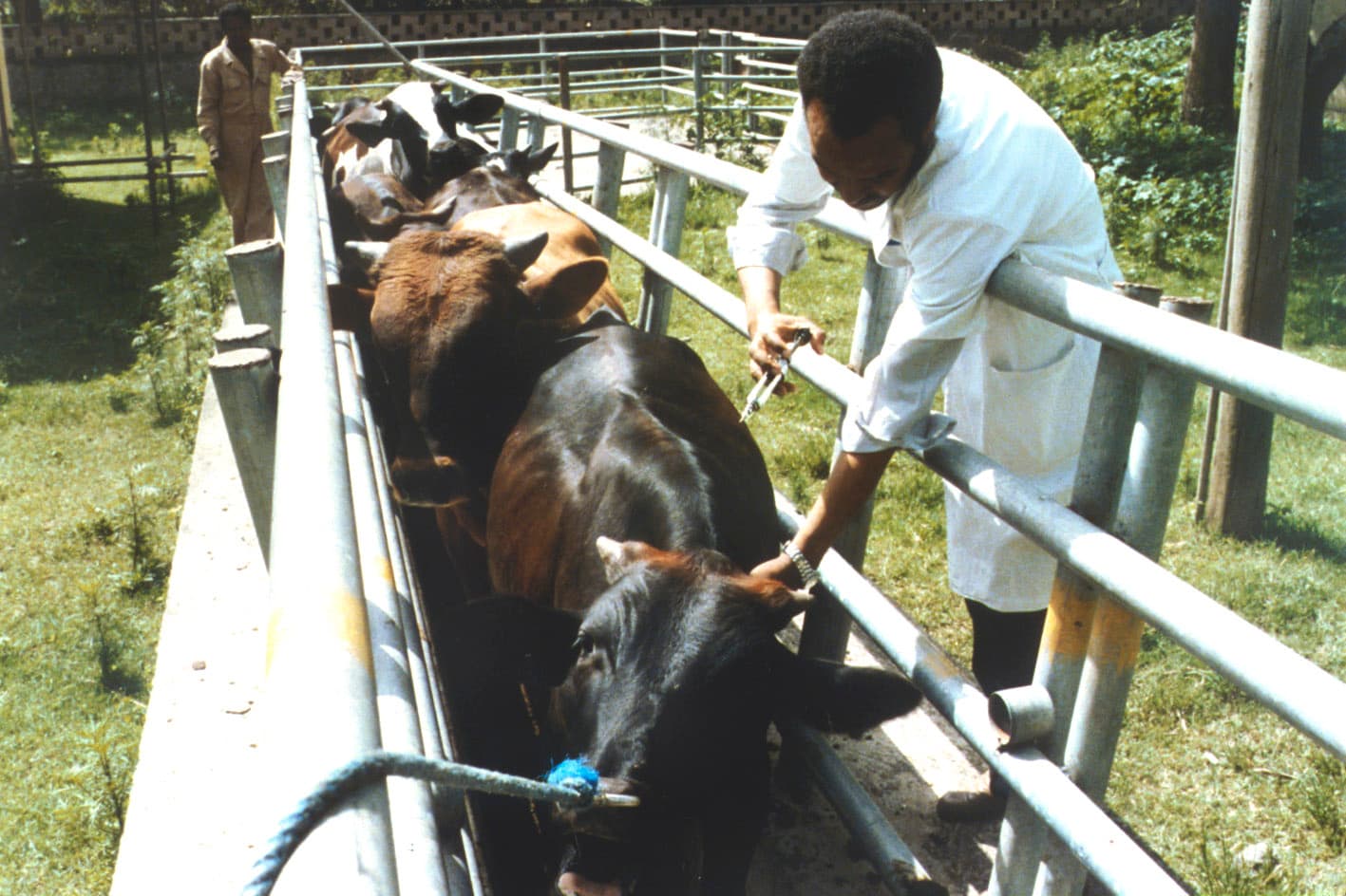 Government to vaccinate 300,000 livestock in Isiolo against Rift Valley Fever