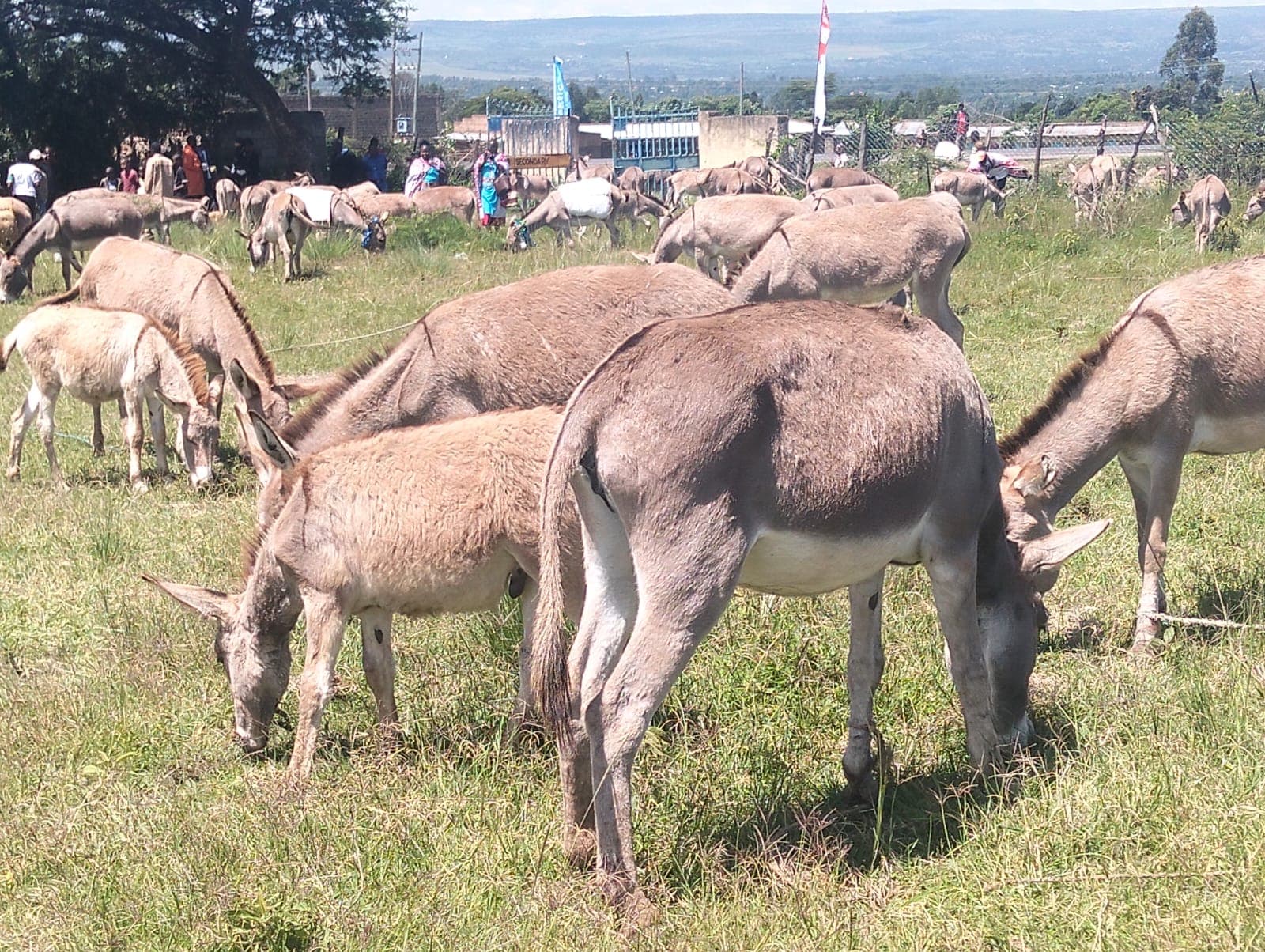 Narok residents urged to ensure donkey safety