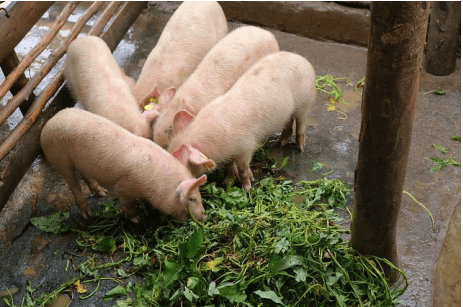 Reliable market earns Kakamega farmer Sh16,000 a pig in seven months