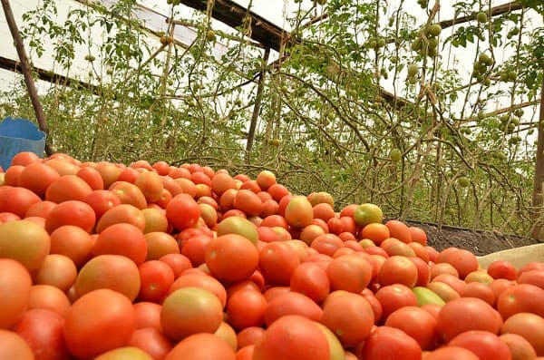 High yielding tomato variety has a marketing span of one month