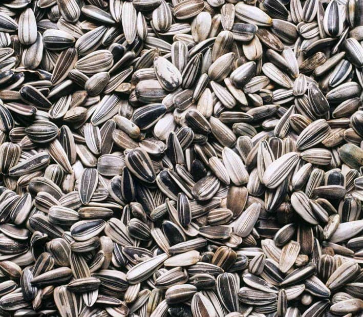 Agricultural officer gets national buyer for Homa Bay sunflower farmers, lifting prices 3x