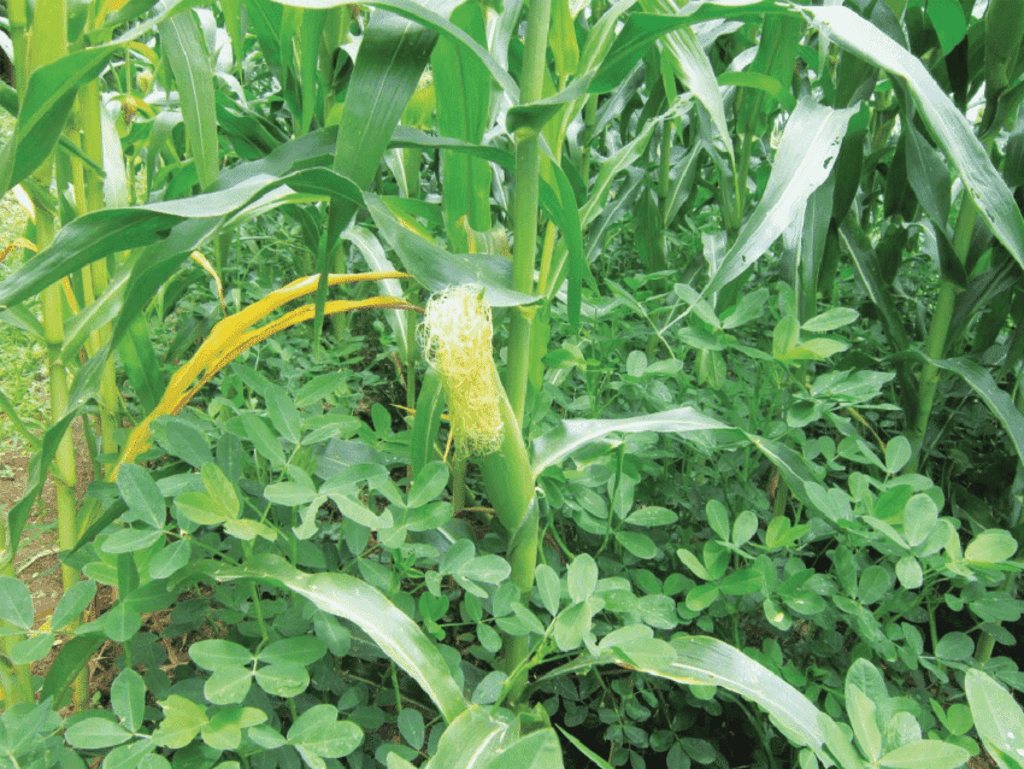 Weather-fitting farmer beats all with 40% boost in yield