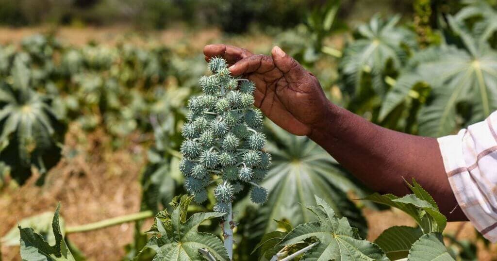 Castor beans turn arid land into a 9-month cash cow for ENI farmer