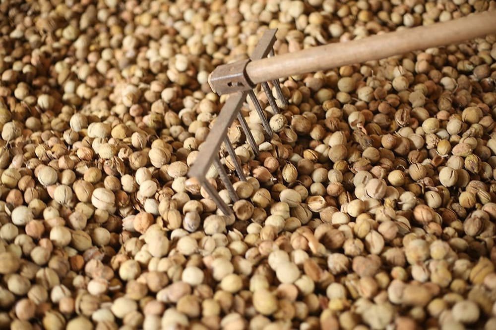 Italian firm sets up oilseed plant in Makueni employing 25,000 farmers