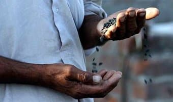 Project gives farmers unlimited access to patent free seeds