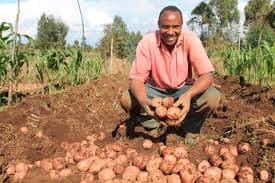 Farmer turns to herbs to cure potato disease as commercial chemicals seem ineffective and expensive