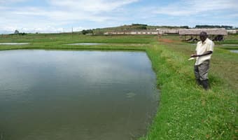 Embu fish farmers champion earthen ponds as alternative to expensive dam liners