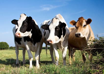 Livestock breeders’ bonanza inspires farmer into dairying