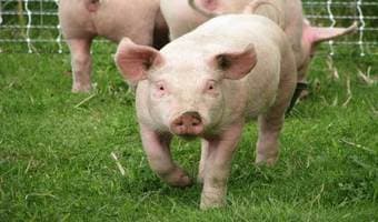 Farmers turn to pig breeding for quick returns