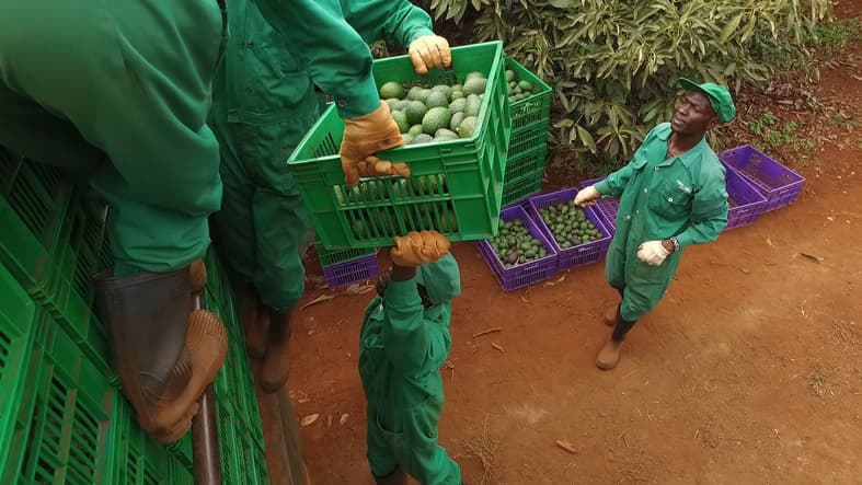 New study: Kenyan avocado farmers can increase income by 39 per cent exporting to EU