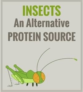 Scientists mull insect based animal feeds to tame cost