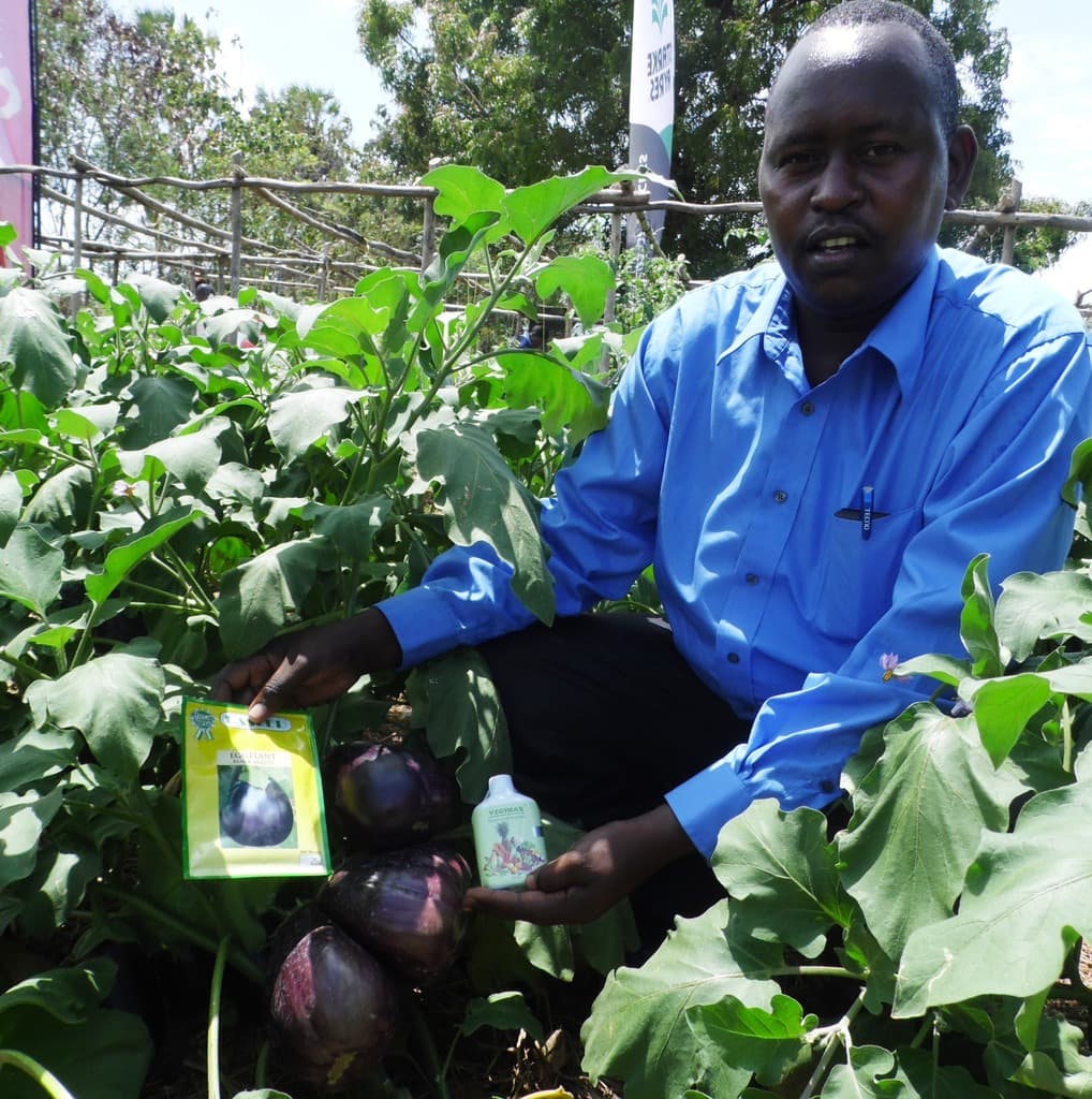 How to grow and achieve three times bigger size in eggplant fruits