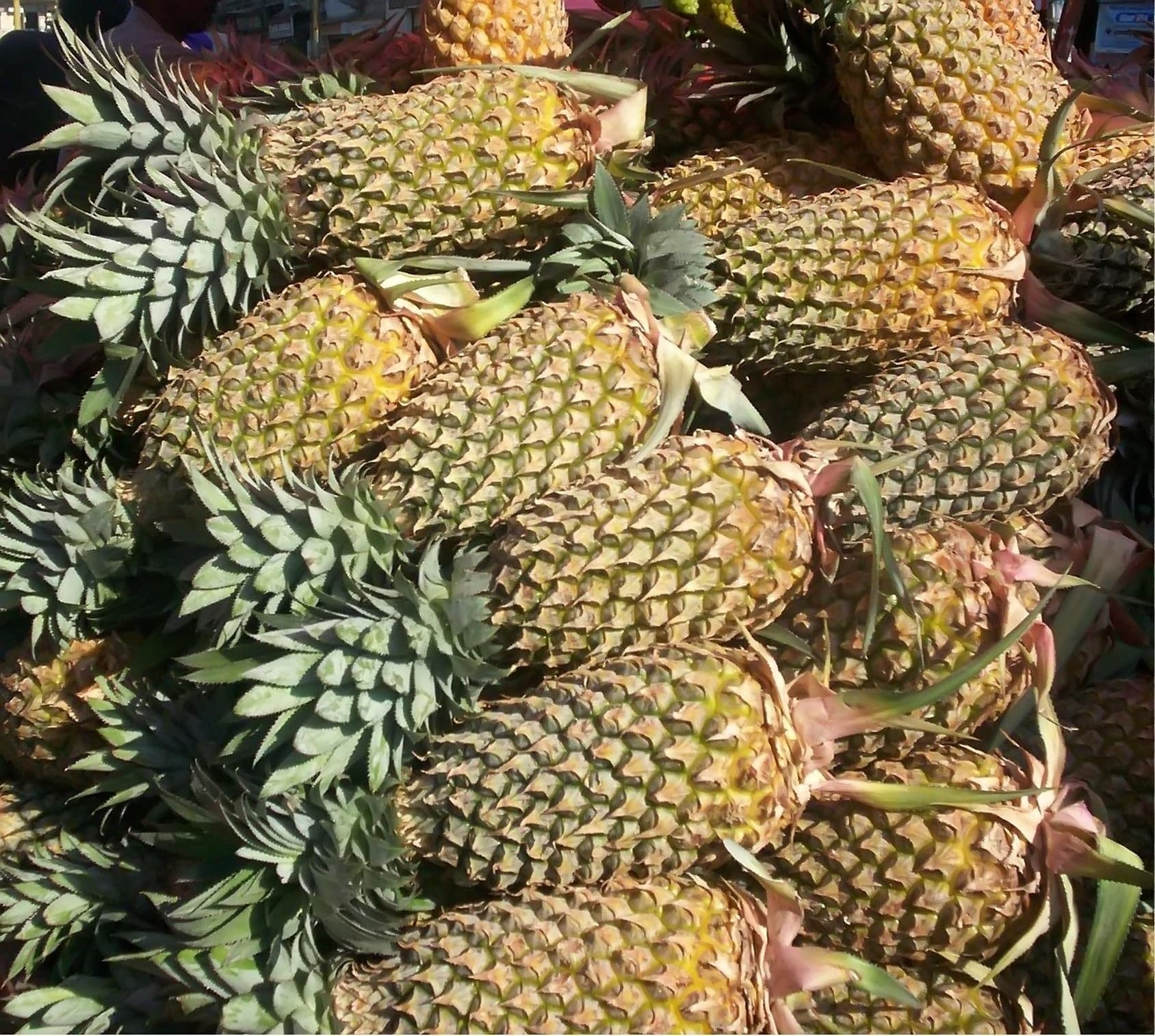 Self-help group learns pineapples in Nyeri break away from low-earning coffee