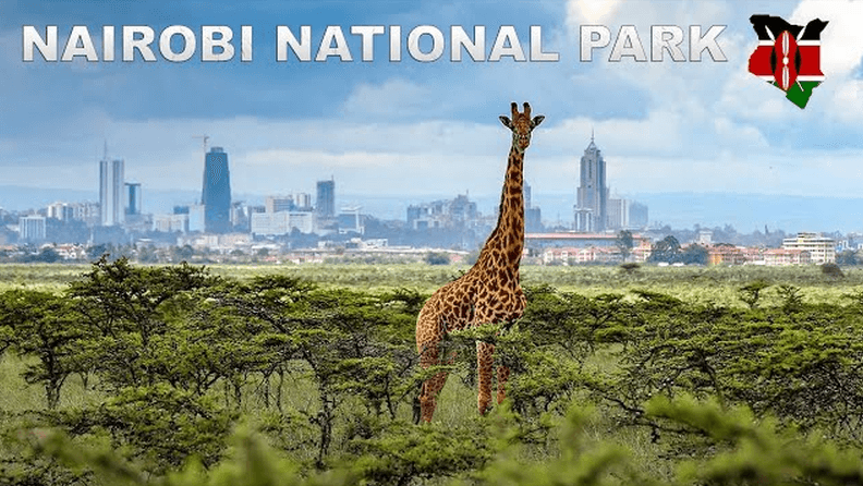 A Guide to Nairobi National Park in 2024