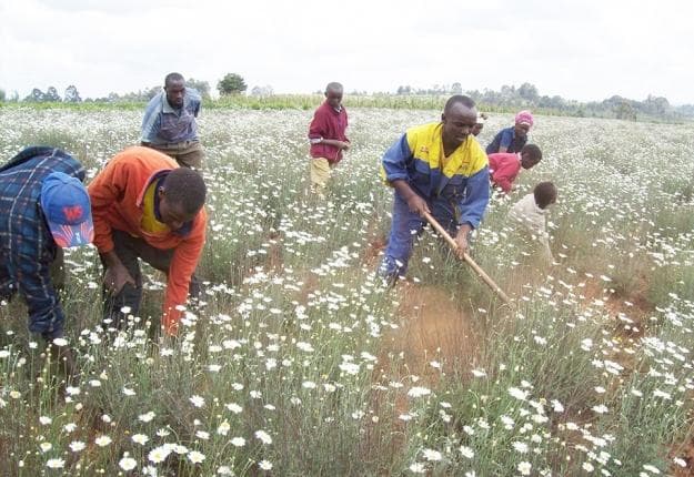 Government to provide 60 million pyrethrum seedlings to farmers to boost the crop production