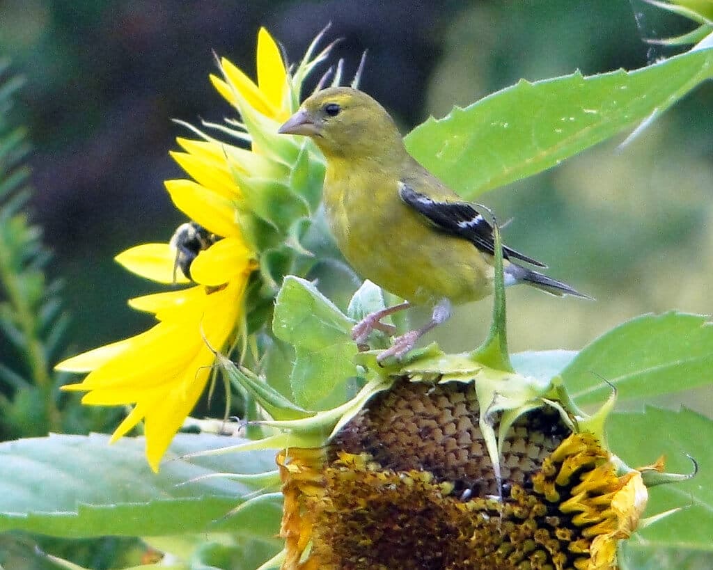 Bird-resistant sunflower seeds avert farmer losses