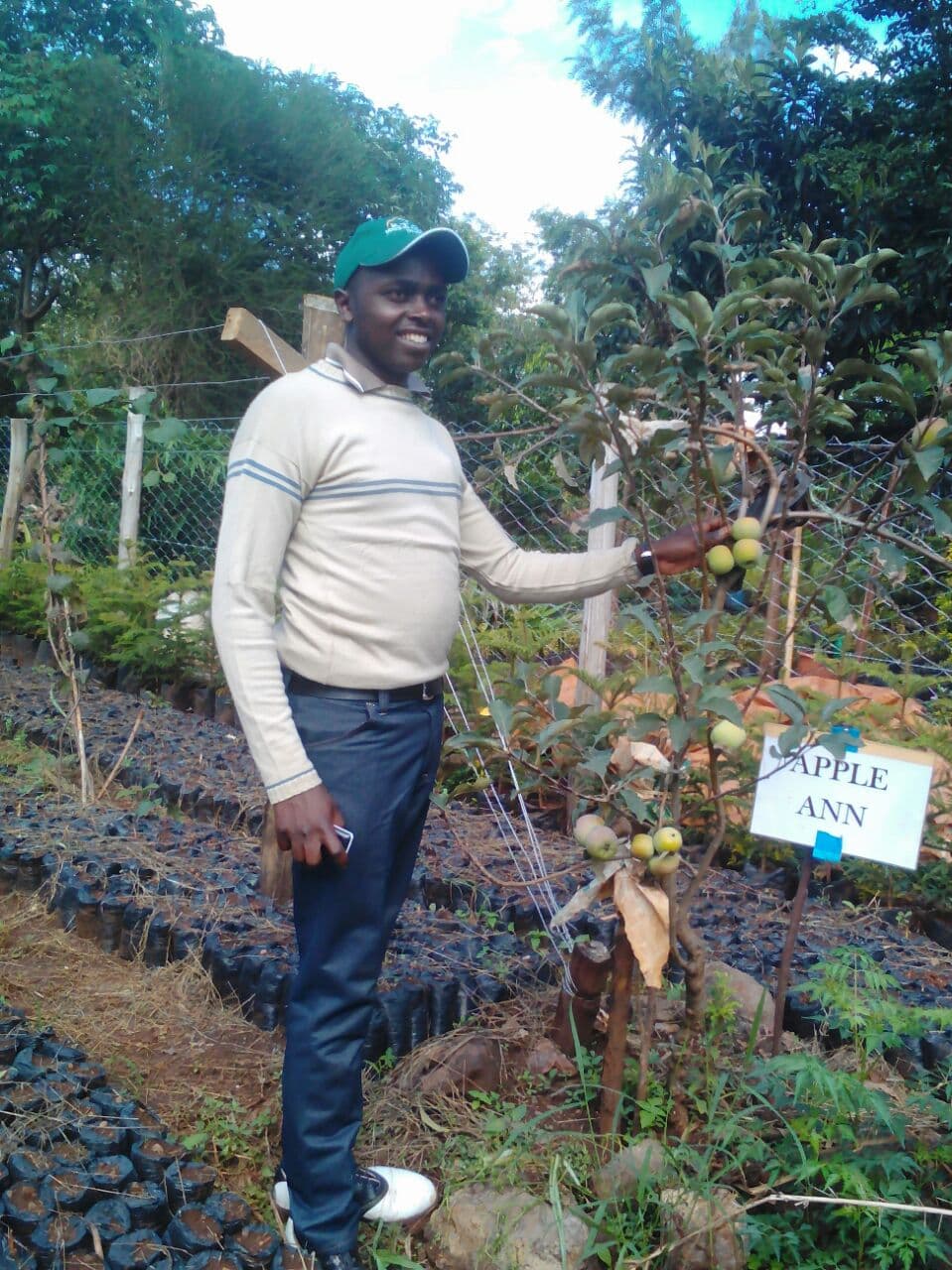 Farmer selling grafted apple varieties that mature within one year