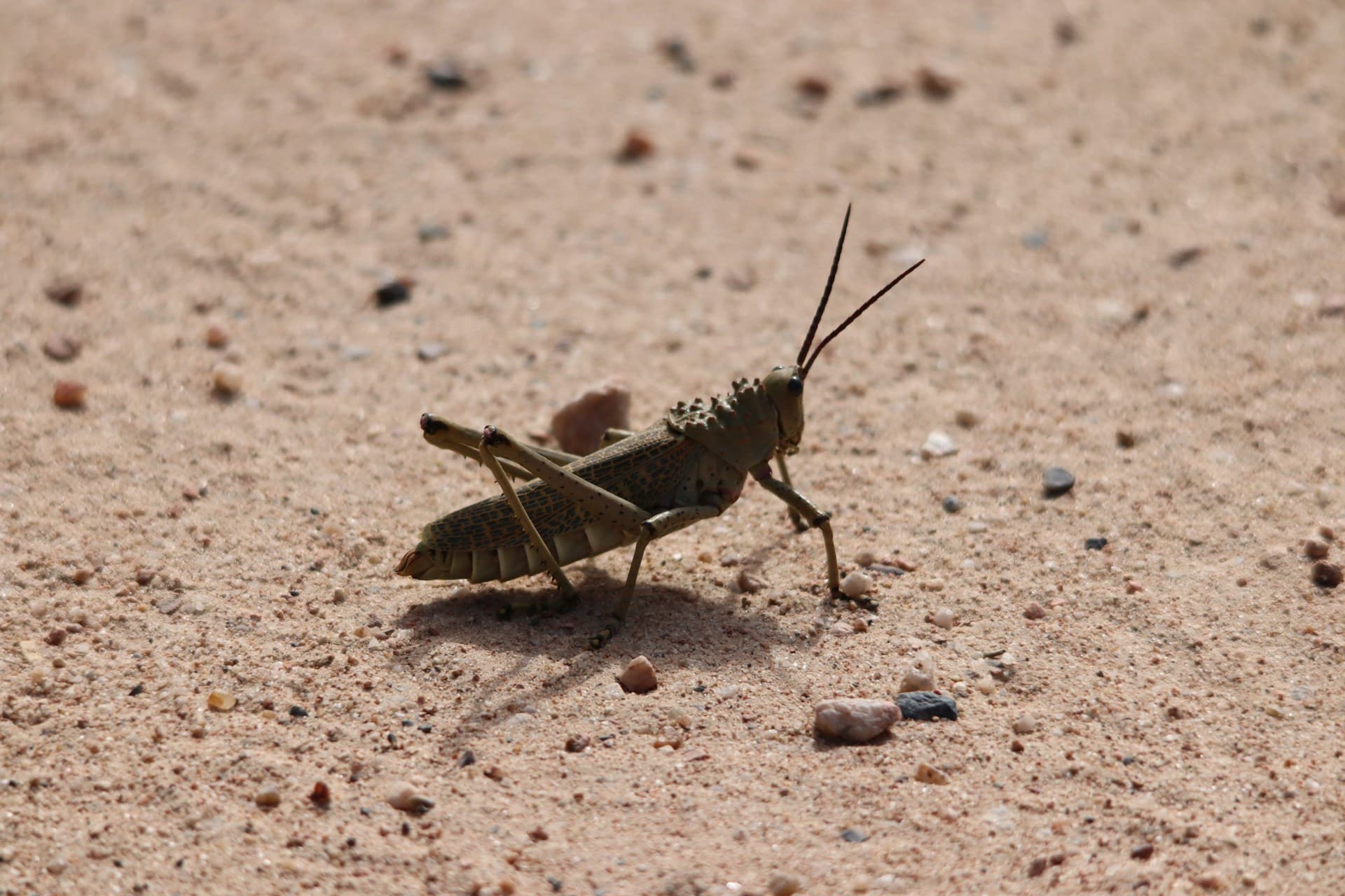 Horn of Africa nations boost locust surveillance to protect food security