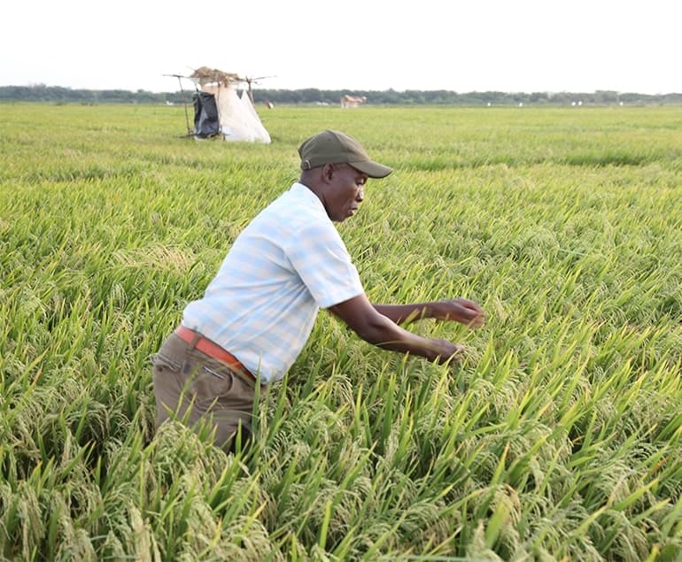 Newly introduced Komboka rice gives farmers bumper harvests
