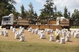 Kenya Government to buy 90 kg bag of maize at Sh. 3200 from farmers