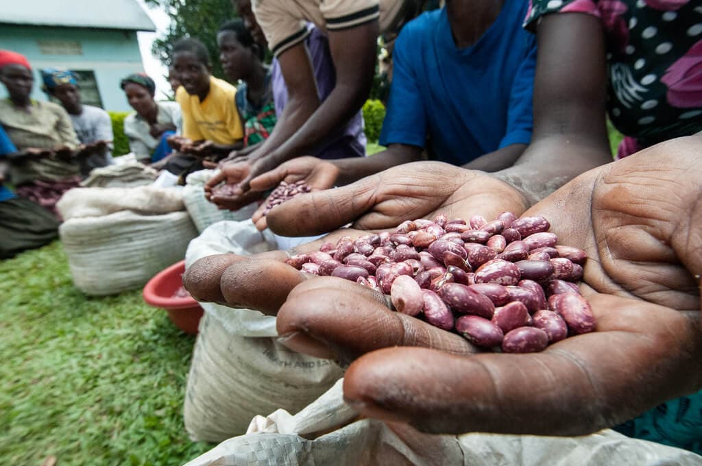 Heat tolerant beans that fight climate change