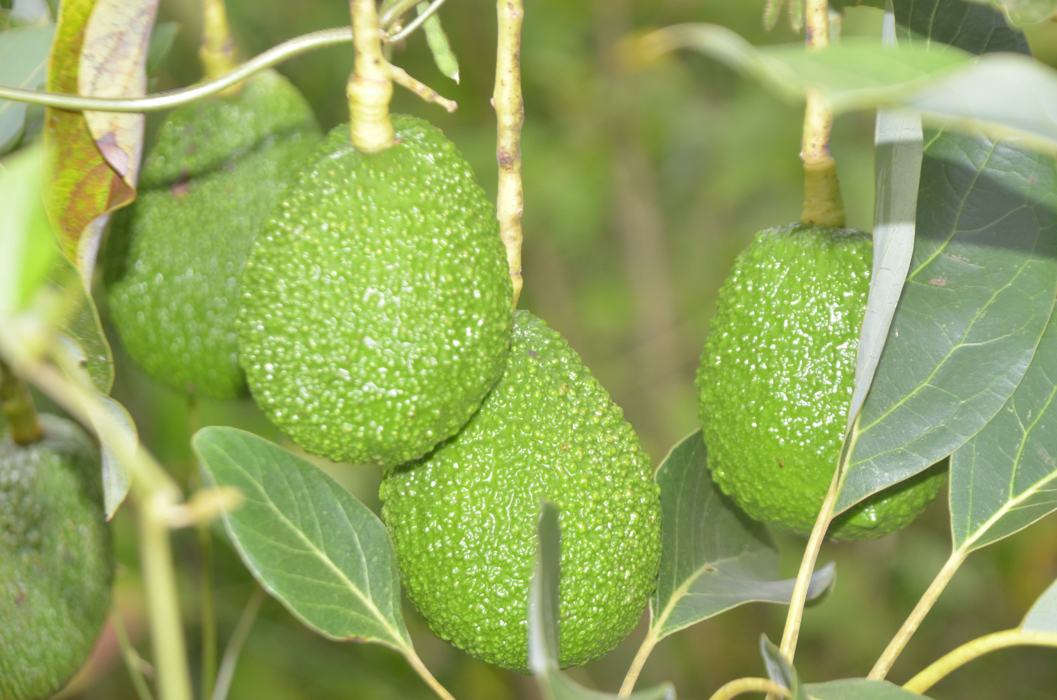 Avocado transportation at night in Murang’a banned