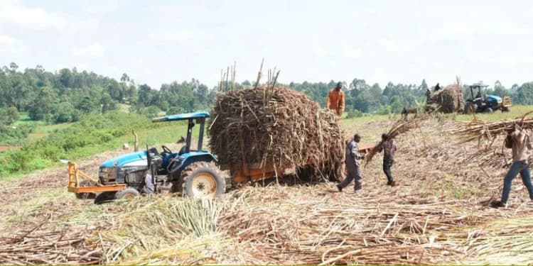 Bank Issues 40-Day Notice to Sell Sugar Company Land Over KSh862M Debt