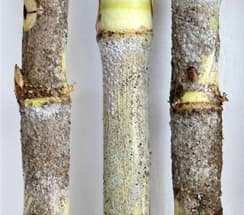 Sugarcane farmers use beetles to tame pest