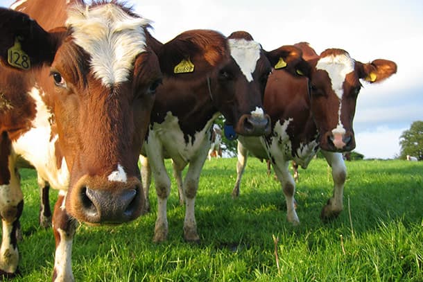 Micro chipped ear tags redefine livestock branding