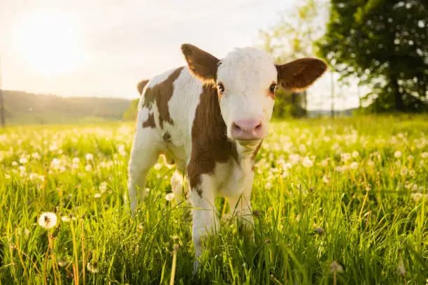 How to Strap a Calf