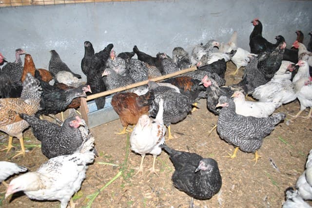 Local feed mix reduces production costs for Kisii County poultry farmer