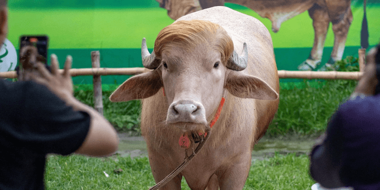 How the Viral ‘Donald Trump’ Buffalo Escaped an Eid Sacrifice Last Minute