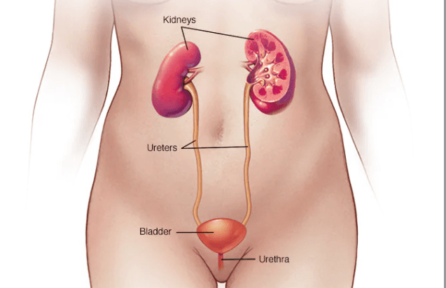 Health: 9 Things That Can Prevent A Urinary Tract Infection (UTI)