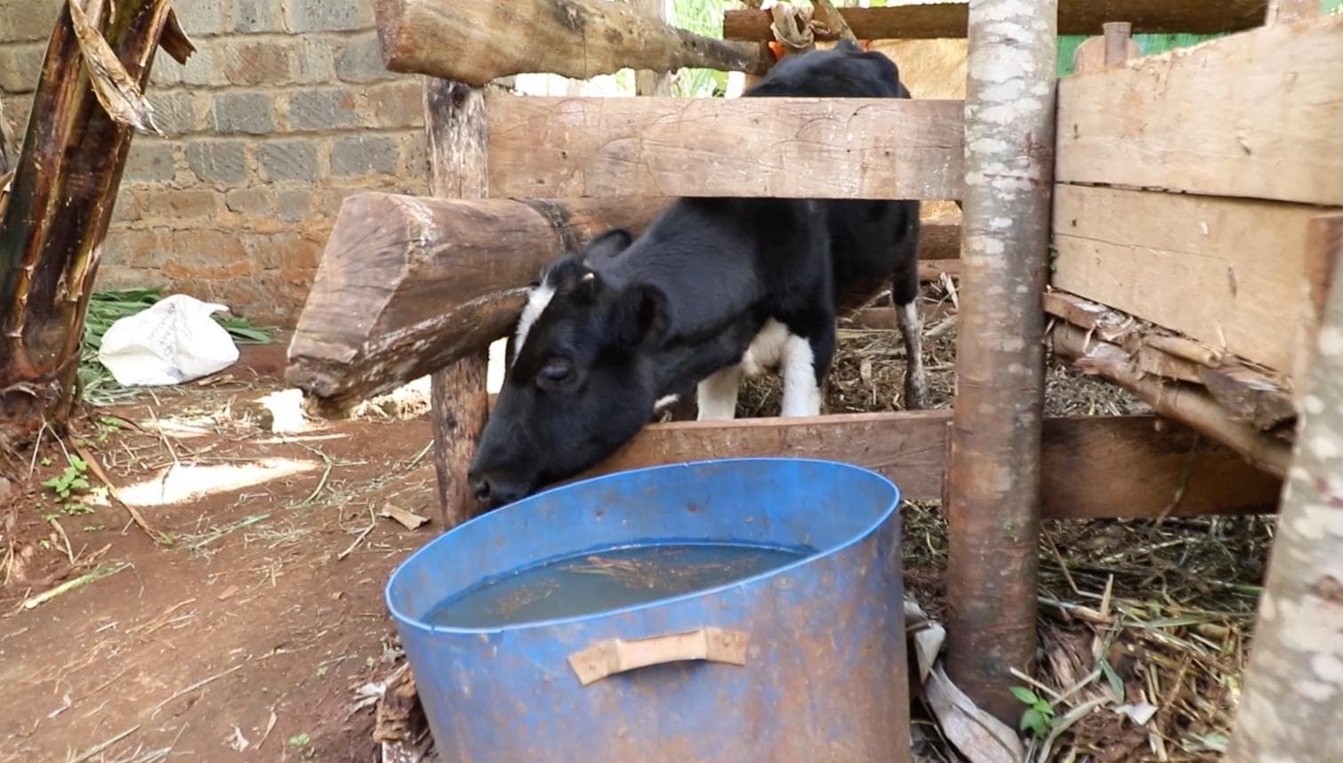 Kiambu: Igegania residents decry rising livestock theft, insecurity