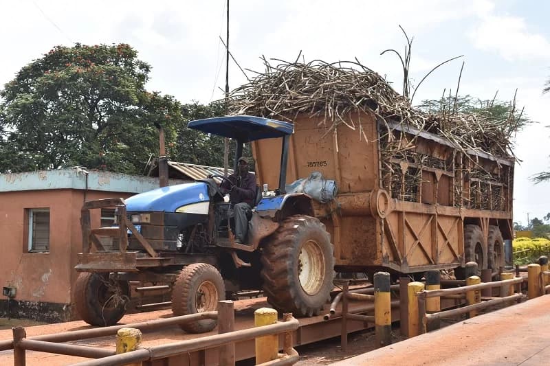 Lease of Sugar Millers Rings Monopoly Alarm Bells in Kenya