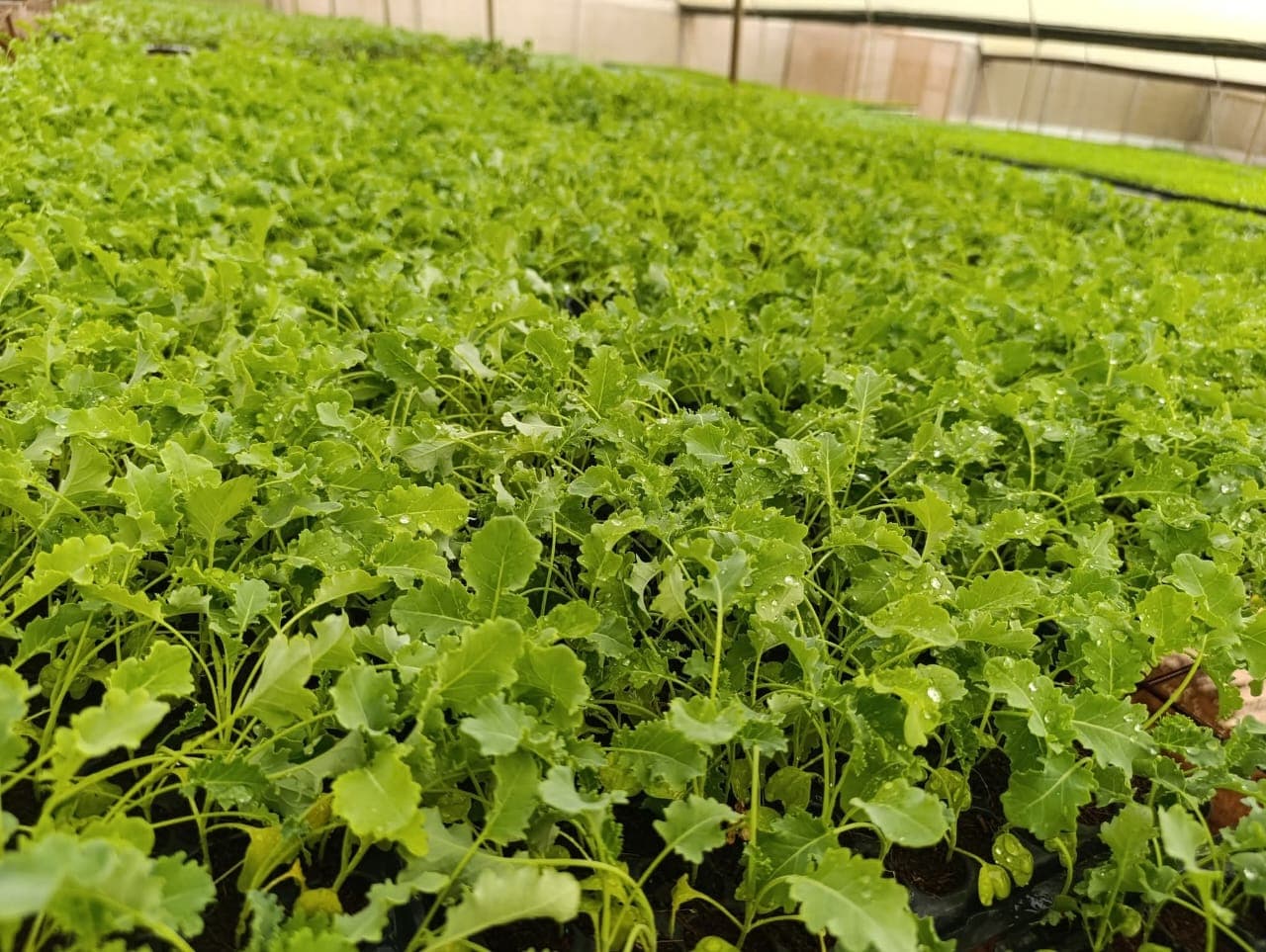Grace Rock boosts seed germination from 65% to 90% with KePHIS certification